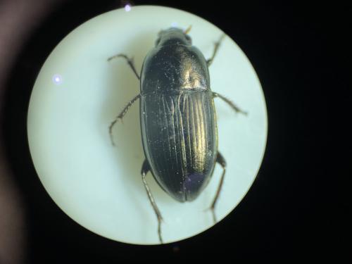 Amara aenea